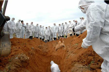 工作人員穿醫(yī)用防護服對感染禽流感家禽處理