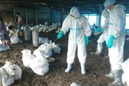 防疫站人員穿戴防護用品處理禽流感疫情