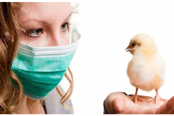 怎樣預防H7N9禽流感